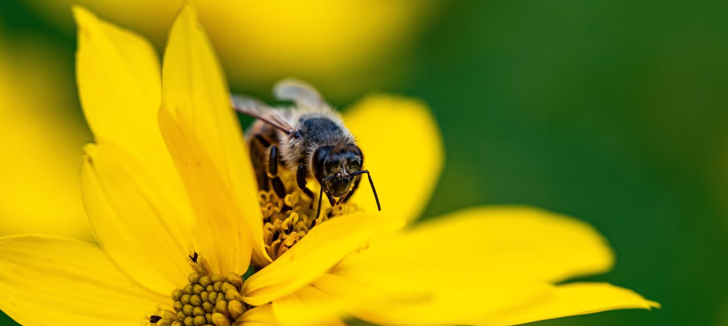 Honigbiene