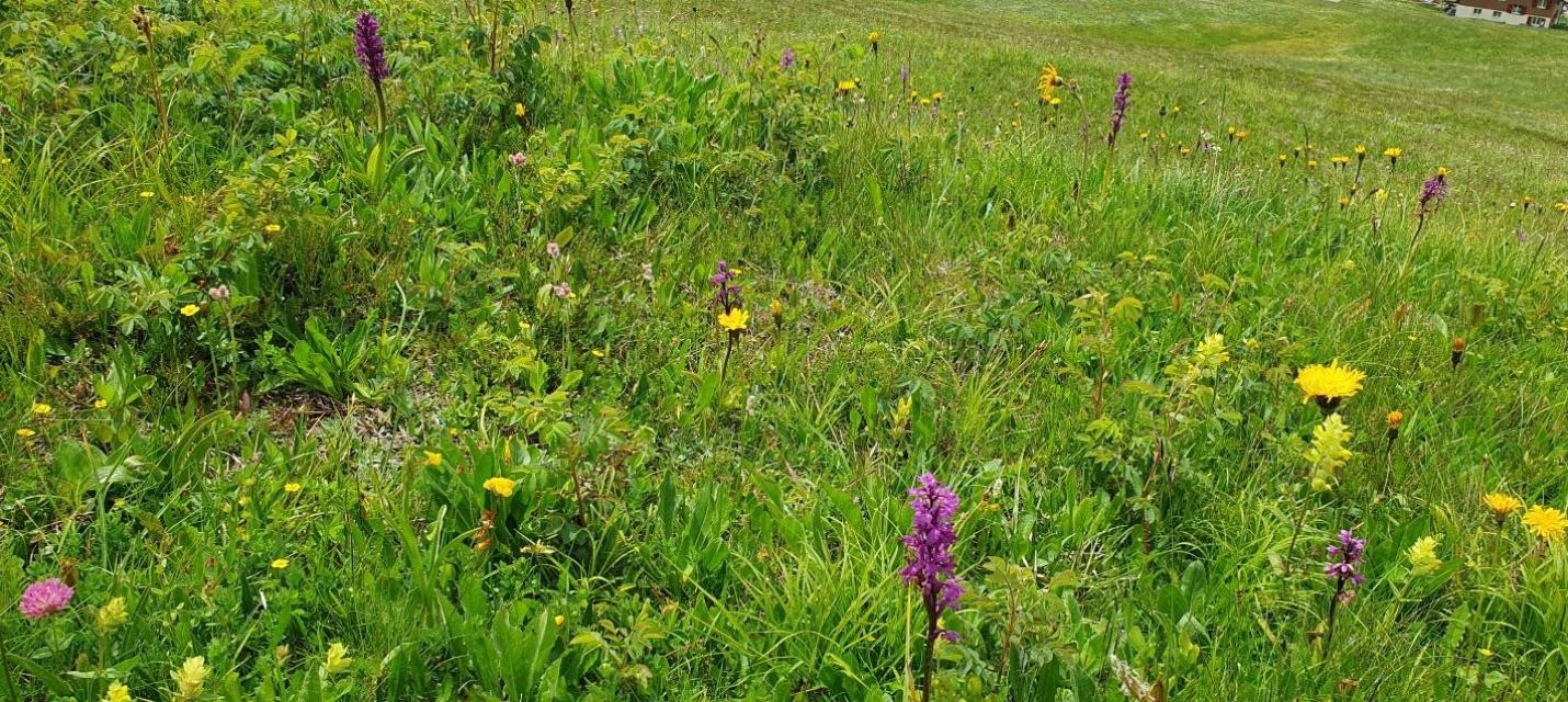 Wiese mit Orchideen